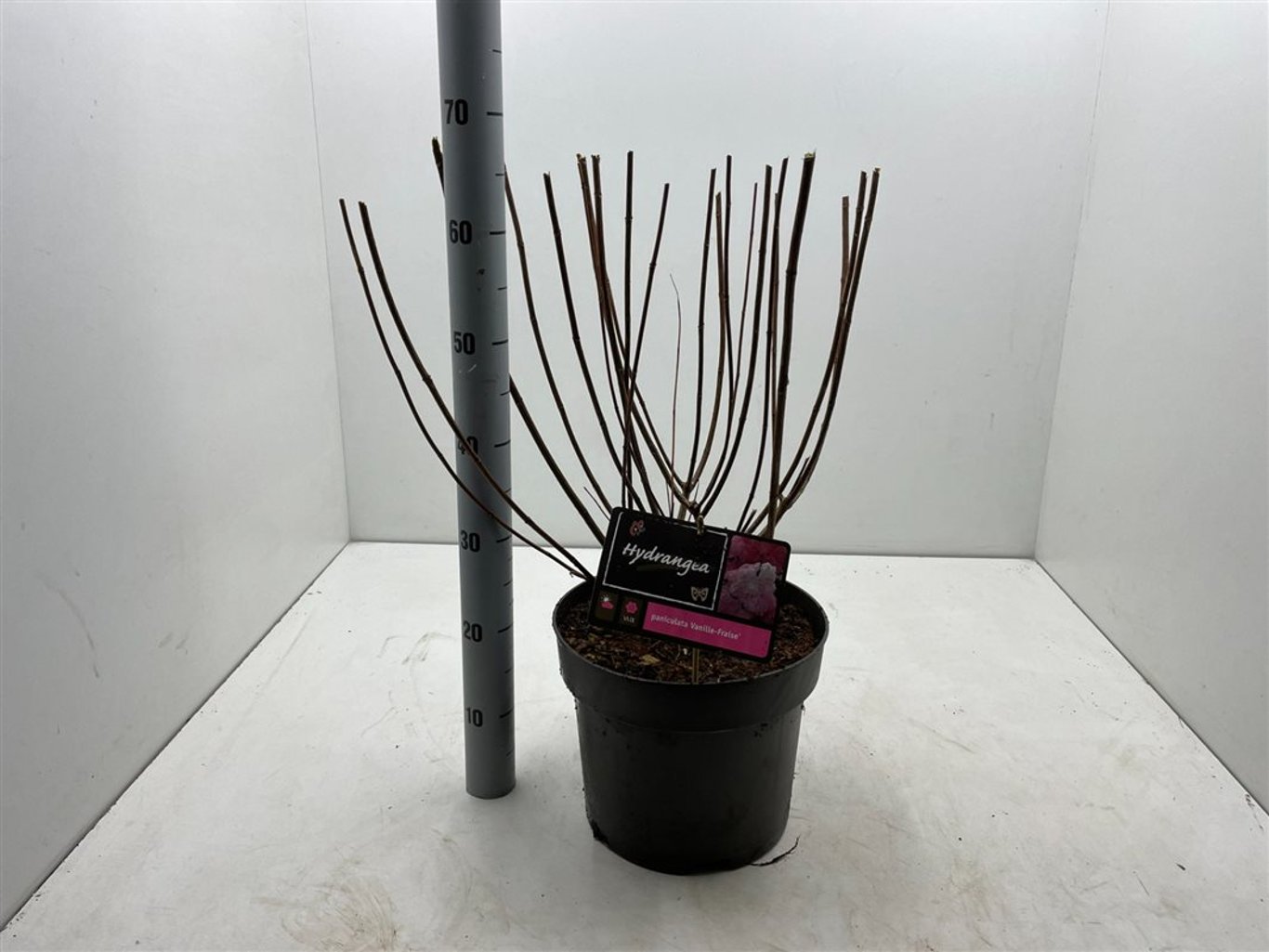 Hydrangea pan. 'Vanille Fraise' - C10